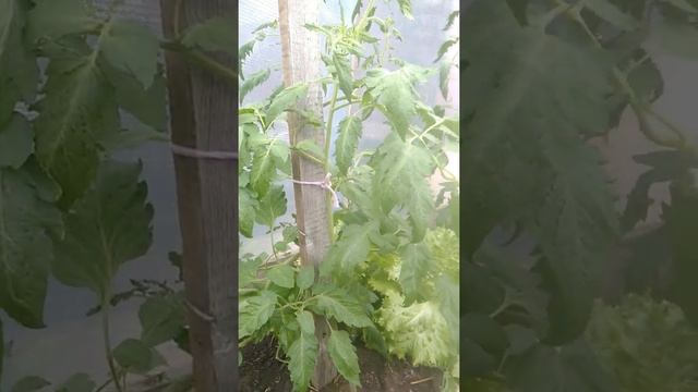 Томат Казанова. Строение куста смотреть онлайн