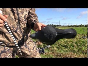 Охота на голубя со скорлупками North Way