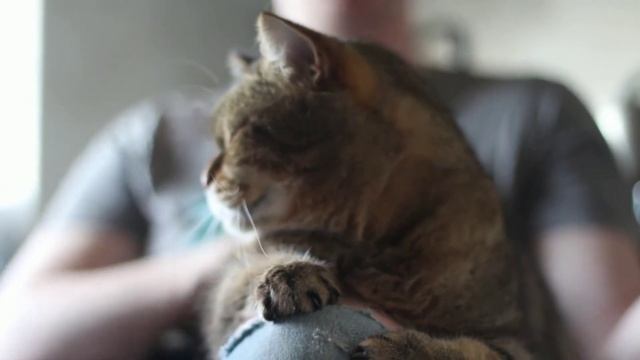 Трёхцветная кошка в доме,в чём её особенность.Рыжие, чёрные и белые коты и кошки.