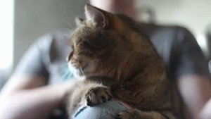 Трёхцветная кошка в доме,в чём её особенность.Рыжие, чёрные и белые коты и кошки.