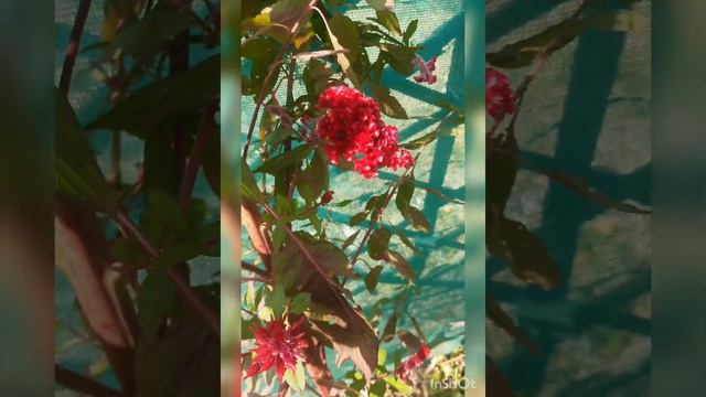 Celosia/CocksComb flowering plant 🌱💐 views😍 from my Home 🏡garden 🌱🌱