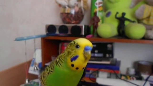 непонятные наросты