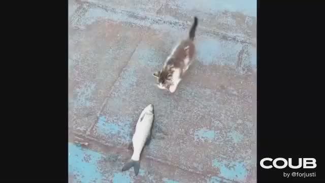 Кошка