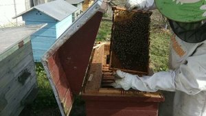 Весенний осмотр Варшавского улья. Пчеловодство 22