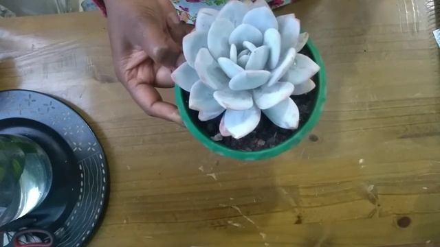 #ECHEVERIA LAUI смотреть онлайн