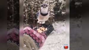 Голубая сойка.mp4