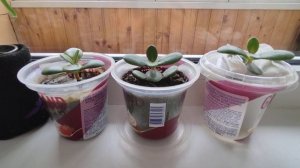 23.09.2021. Денежное дерево. Толстянка. Крассула. Рисовое поле. Итог.