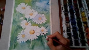 Рисуем цветы ромашки акварелью.