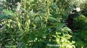 розы Блю фо Ю, Айс фо Ю, Рапсоди ин Блю., Кроун принцесса Маргарет начало  май 2022