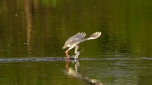 Incredible Bird Photography in Florida - ALL NEW Photo Tour