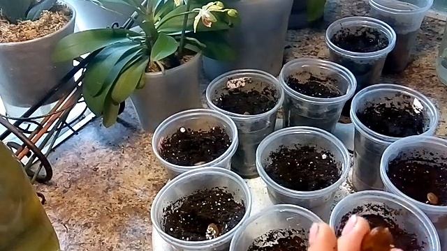 Посадка глицинии всходы через 7дней смотреть онлайн