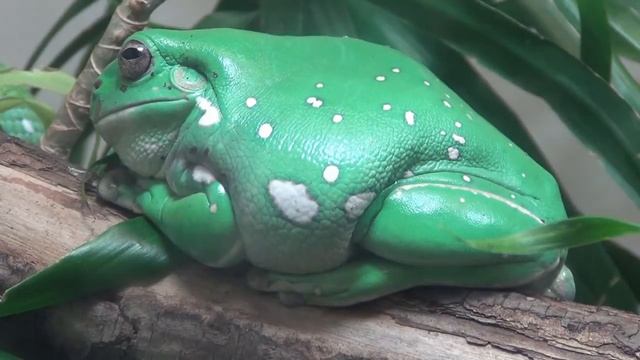White's Tree Frog - Litoria caerulea смотреть онлайн