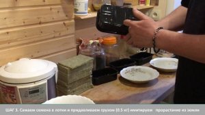 Микро Зелень ГОРОХА от семян до тарелки всего за 2 недели! По шагам как вырастить микрозелень