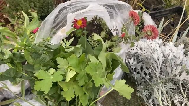 Розпаковка ? посилки на 14 кг.@Побілила фундамент теплиці.Висадила багато квітів,а скоро мороз. смотреть онлайн