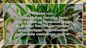 Хлорофитум. Зеленый и непритязательный
