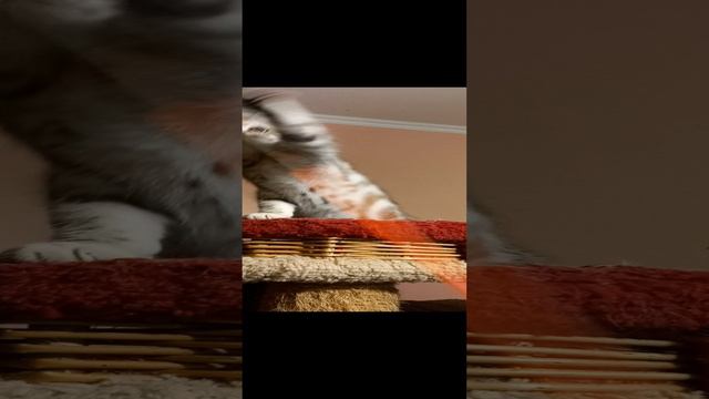 Шотландский котенок Дафна смотреть онлайн