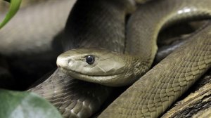 30 ИНТЕРЕСНЫХ ФАКТОВ О ЗМЕЯХ
