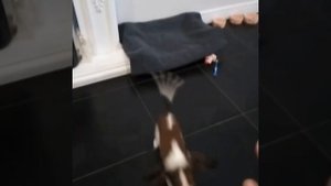 Дрессировка маленьких собак. Кавалер кинг чарльз спаниэль.