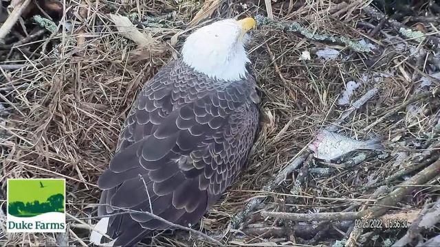 Duke Farms Eagle Cam 25.02.2022 15:48 смотреть онлайн