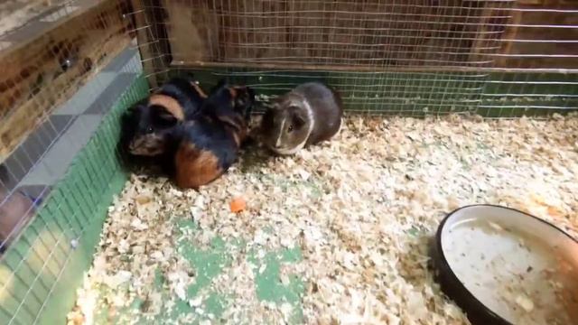 контактный зоопарк Тирасполь смотреть онлайн