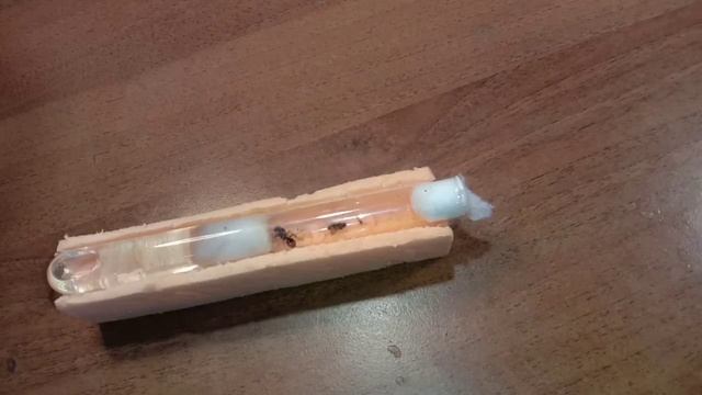 Кормлю впервые белковым кормом колонию messor structor смотреть онлайн