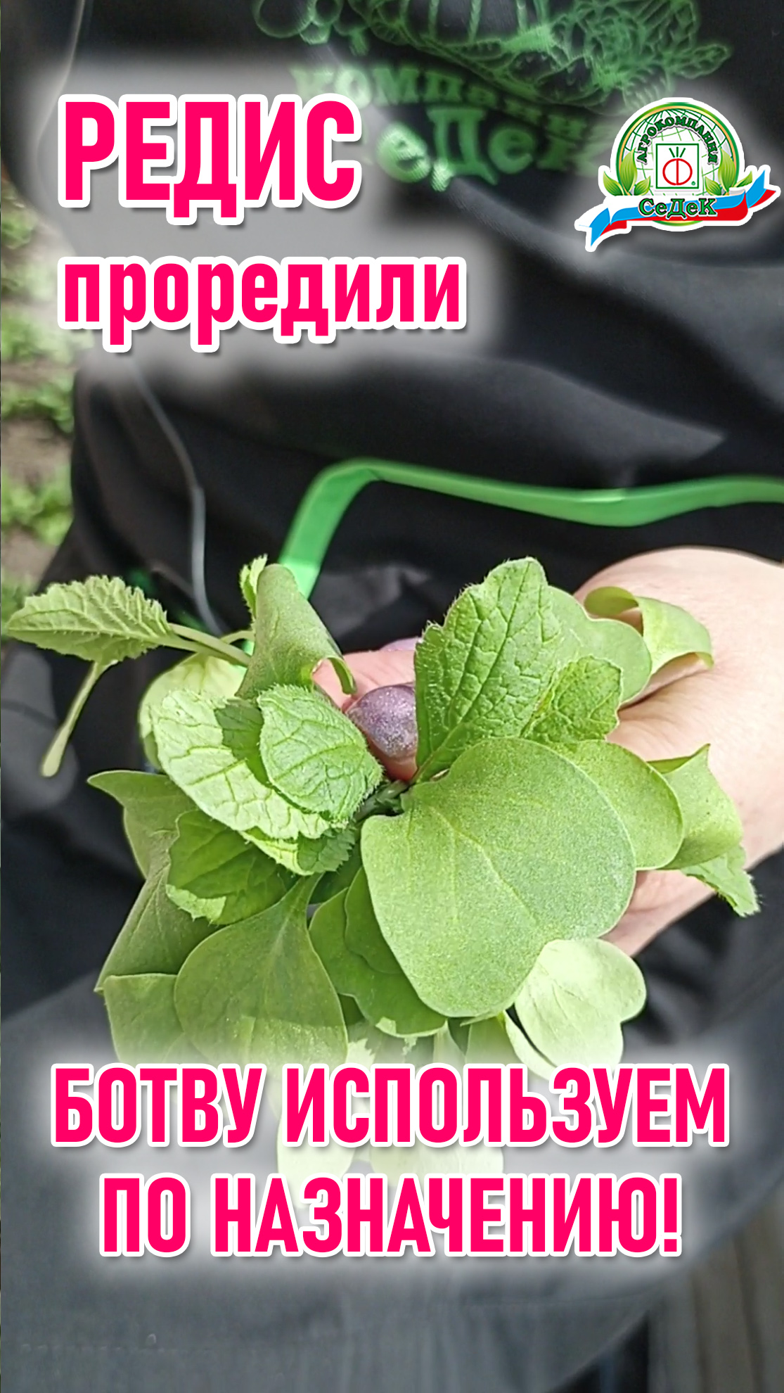Полезная ботва редиса.