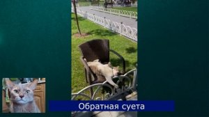 Коты суетологи. Смешная подборка котов и кошек наводящий суету без повода. Приколы с котиками