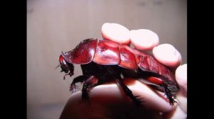 самый большой таракан