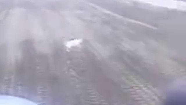 Северный полярный заяц выбежал на дорогу смотреть онлайн