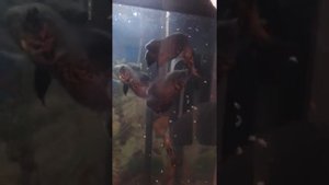 корление астронотусов печенью