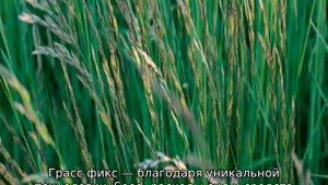 Газонная трава Turfline: описание, семена и характеристики