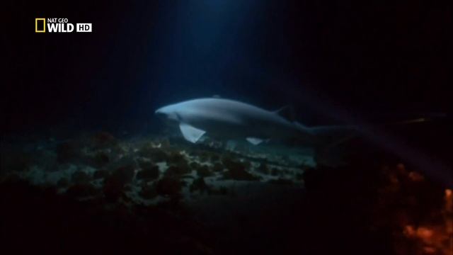 Какое поведение Шестижаберной акулы (Sixgill cow shark) — Hexanchus griseus при встрече с дайверами смотреть онлайн