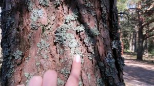 СТОИТ ЛИ ЕХАТЬ НА КУРШСКУЮ КОСУ? Аренда машины на сутки