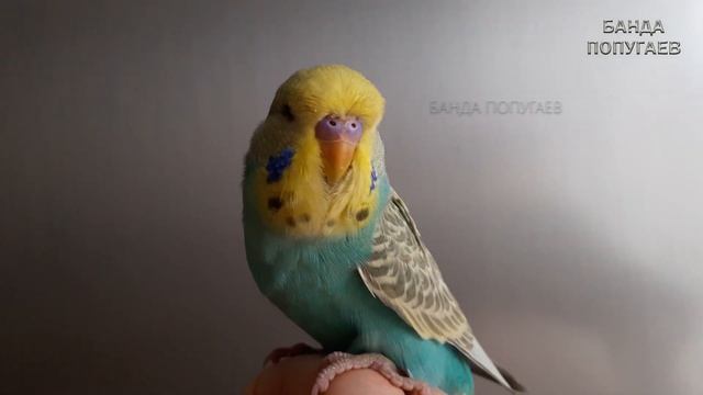 ? Учим попугая по имени Снежок говорить, видеоурок 1: "Снежок красавчик" смотреть онлайн