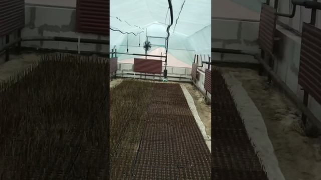 Черенкование голубики. Как из черенка вырастить полноценный саженец #голубика #саженцымалины