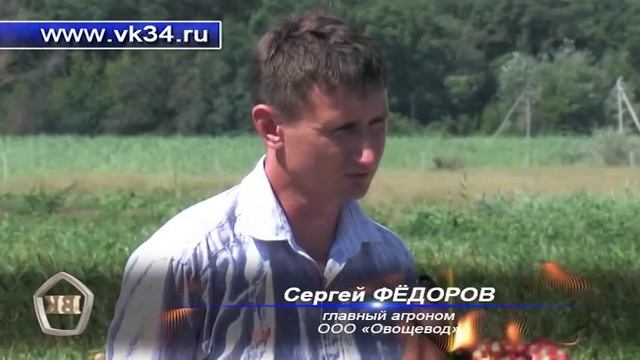 На полях области собран первый урожай лука смотреть онлайн