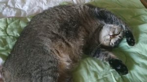 Котята шевелятся в животе у кошки, пока она спит. Шевеление котят у беременной кошки