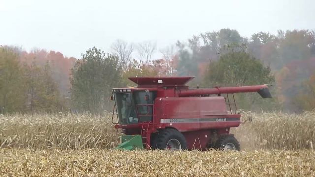 Harvest 2020 | Case IH 2366 Combine Harvesting Corn | Corn Harvest 2020