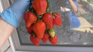 АНИЯ! Сорт с ароматом лесной земляники. / Коллекция Светланы Татур.
