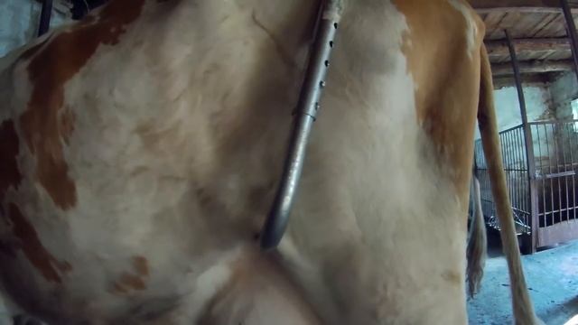 КАК СПРАВИТЬСЯ С КОРОВОЙ, ЕСЛИ ОНА ЛЯГАЕТСЯ И БРЫКАЕТСЯ? АНТИ-БРЫК ОБЗОР И ПРИМЕНЕНИЕ смотреть онлайн