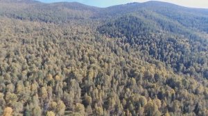 Во лесах дремучих - съёмка реликтовой лиственницы в Горном Алтае