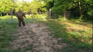 Как правильно дрессировать немецкого боксера!