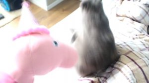 Реальная Жизнь Свинки Пиги 100 000 подписчиков