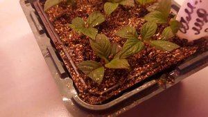 Черенкование гортензии осенью🌱 4.09.23. Пересаживаю.