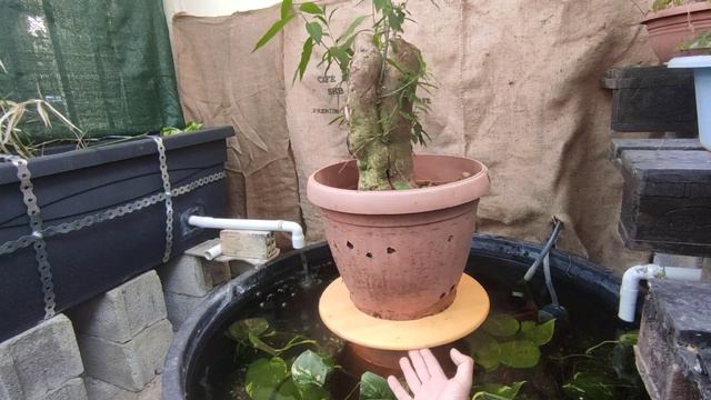 Mirabilis Jalapa urban Yamadori bonsai #bonsai #diypond смотреть онлайн