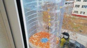 Кормушка для птиц 07.11.23