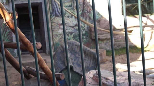 Нижегородский зоопарк Лимпопо. Обезьяны. Видео №3 смотреть онлайн