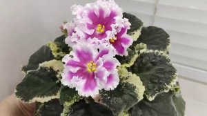Фиалка ВаТ-Амазонка
