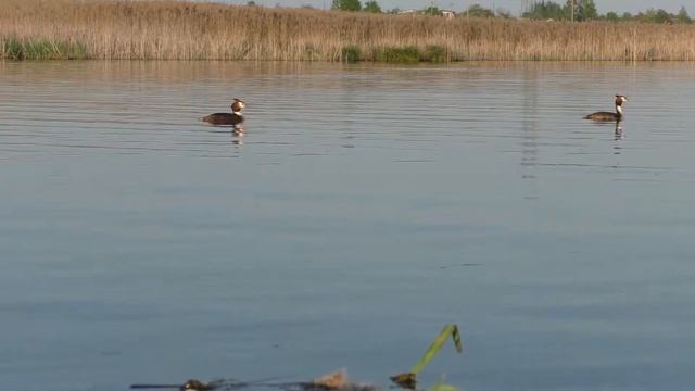Колония чомг 160503 4k Новомичуринск Чомги плавают, выныривают, ныряют хорошо