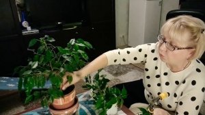 Фикус Бенджамина самый легкий способ размножения черенками